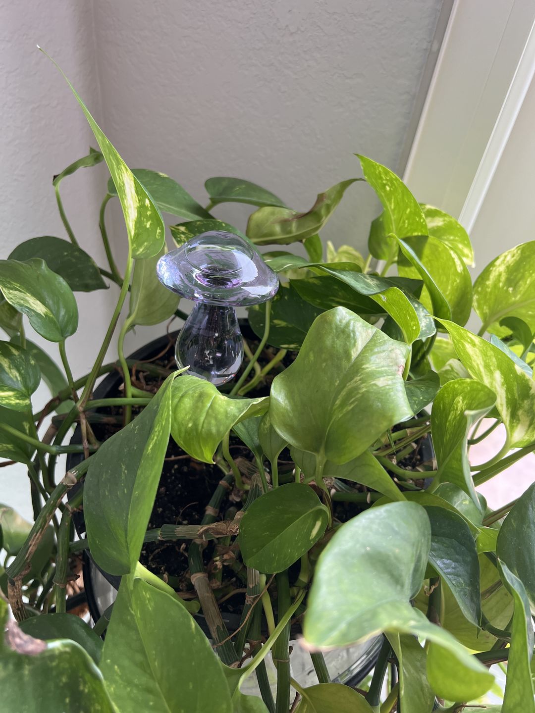 Glass Mushroom Self Watering Globe
