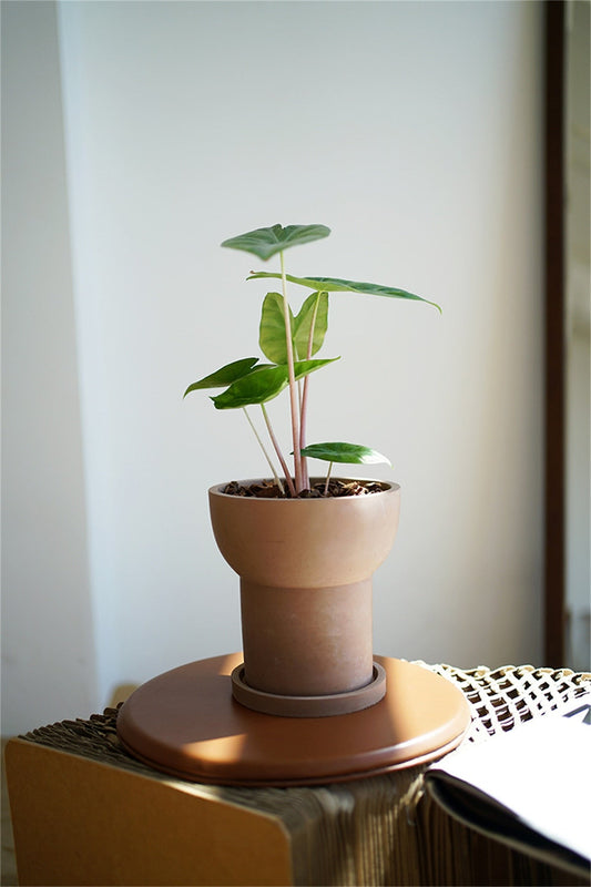 Cement Plant Pot