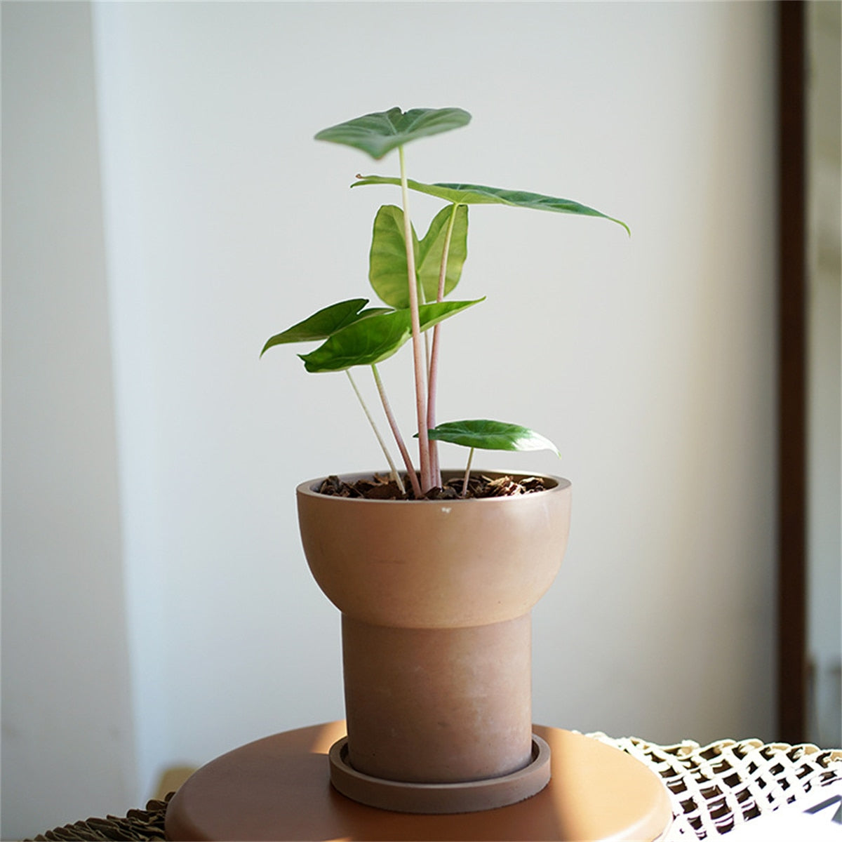 Cement Plant Pot